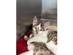 Adopt Bubbles a Domestic Shorthair / Mixed (short coat) cat in Henderson
