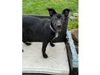 Adopt Lulu a Black - with White Labrador Retriever / Mixed dog in Sonoma