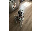 Adopt Rocky a White - with Black Dalmatian / Mixed dog in Colorado Springs