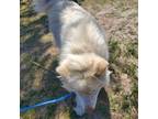Adopt Oso a White Husky / Mixed dog in Las Cruces, NM (41397892)