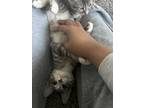 Adopt Benji a Gray, Blue or Silver Tabby Tabby / Mixed (short coat) cat in