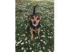Adopt Monkey a Black - with Tan, Yellow or Fawn Miniature Pinscher / Beagle /
