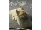 Adopt Jacob a Tan/Yellow/Fawn German Shepherd Dog / Husky / Mixed dog in Miami