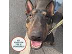 Adopt BOGO a Bull Terrier / Mixed dog in Birdsboro, PA (41346035)