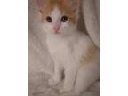 Adopt BAYOU a Orange or Red Domestic Mediumhair (short coat) cat in San Diego