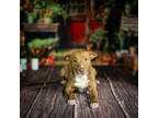 Adopt Bubba* a Brown/Chocolate Mixed Breed (Medium) / Mixed dog in Anderson