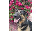 Adopt Wattson a Black - with Tan, Yellow or Fawn German Shepherd Dog / Mixed dog