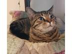 Adopt Traveler a Tiger Striped Domestic Shorthair (short coat) cat in St.