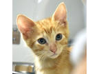 Adopt Ginger snap a Orange or Red Domestic Mediumhair / Domestic Shorthair /