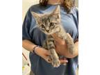 Adopt Blissey a Gray or Blue Domestic Mediumhair / Domestic Shorthair / Mixed