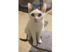 Adopt Garbo a Domestic Shorthair / Mixed (short coat) cat in Cuyahoga Falls