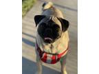 Adopt Beau a Tan/Yellow/Fawn Pug / Mixed dog in Winchester, CA (41397797)