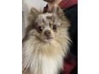 Adopt Cash a Brown/Chocolate - with White Pomeranian / Mixed dog in
