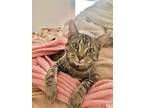 Adopt Queso a Gray, Blue or Silver Tabby Domestic Shorthair / Mixed (short coat)