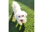 Adopt COOPER a White Maltipoo / Mixed dog in Los Angeles, CA (41397914)