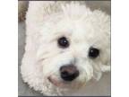Adopt COOPER a White Maltipoo / Mixed dog in Los Angeles, CA (41397914)