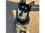 Adopt Maui a Tricolor (Tan/Brown & Black & White) Alaskan Malamute / German