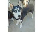 Adopt Dottie a Black - with White Siberian Husky / Mixed dog in San Juan