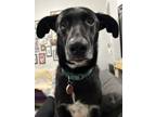 Adopt Ivy a Pharaoh Hound dog in New York, NY (41191929)