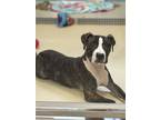 Adopt Chuckie Finster a American Pit Bull Terrier / Mixed dog in Burlington