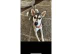 Adopt Pete a Brindle - with White Husky / Shepherd (Unknown Type) / Mixed dog in