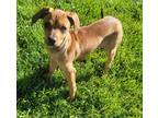 Adopt "Sweet Pea" Brody a Red/Golden/Orange/Chestnut Terrier (Unknown Type