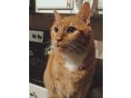 Adopt Jax a Orange or Red Domestic Shorthair / Mixed (short coat) cat in Plano
