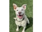 Adopt Andy a White Shepherd (Unknown Type) / American Pit Bull Terrier / Mixed