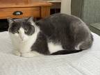 Adopt Mochi a Gray or Blue American Shorthair / Mixed (short coat) cat in