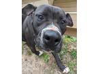 Adopt Oscar a Black - with White American Pit Bull Terrier / Mixed dog in