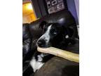 Adopt Maya a Black - with White Border Collie / Mixed dog in Bryan