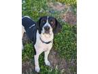 Adopt Daisy Mae a White - with Black Pointer / Mixed dog in Agua Dulce