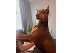 Adopt Carmela "Mela" a Red/Golden/Orange/Chestnut Doberman Pinscher / Mixed dog