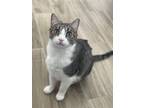 Adopt Taquito & Gizmo a Gray or Blue American Shorthair / Mixed (short coat) cat
