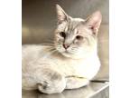 Adopt Cosmo a Siamese / Mixed (short coat) cat in Great Bend, KS (41375623)