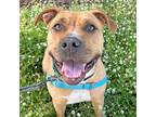 Adopt Brandy a Mastiff / Mixed dog in Walnut Creek, CA (41182893)