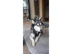 Adopt Princess a Black - with White Husky / Mixed dog in Norwood, CO (41145182)