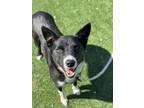Adopt Rosie a Black Border Collie / Mixed dog in Fresno, CA (41327909)