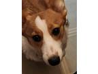 Adopt Lucy a Red/Golden/Orange/Chestnut - with White Pembroke Welsh Corgi /