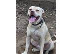 Adopt Levi a Tan/Yellow/Fawn American Pit Bull Terrier / American Pit Bull