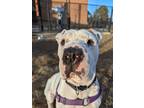 Adopt Veronica a White - with Black Shar Pei / American Pit Bull Terrier / Mixed