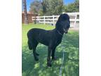 Adopt Cole a Black Standard Poodle / Mixed dog in Temecula, CA (41397453)