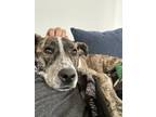 Adopt Vivi a Brindle Mutt / Mixed dog in Albuquerque, NM (41397437)