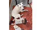 Adopt Laney a White - with Black Dalmatian / American Pit Bull Terrier / Mixed