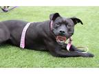 Adopt Blitzen a Black Mixed Breed (Large) / Mixed dog in Hamilton, OH (39963287)