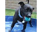 Adopt Deidre a Black Mixed Breed (Large) / Mixed dog in Hamilton, OH (40221679)