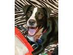 Adopt Duke *VIP* a Black Retriever (Unknown Type) / Mixed dog in Houston