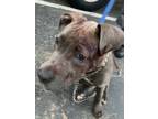 Adopt Benoit a Gray/Blue/Silver/Salt & Pepper American Pit Bull Terrier / Mixed