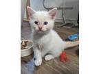 Adopt Pinky a Cream or Ivory Siamese (short coat) cat in Ypsilanti