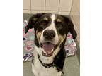 Adopt Nera a Black Bernese Mountain Dog / Mixed dog in Houston, TX (41388284)
